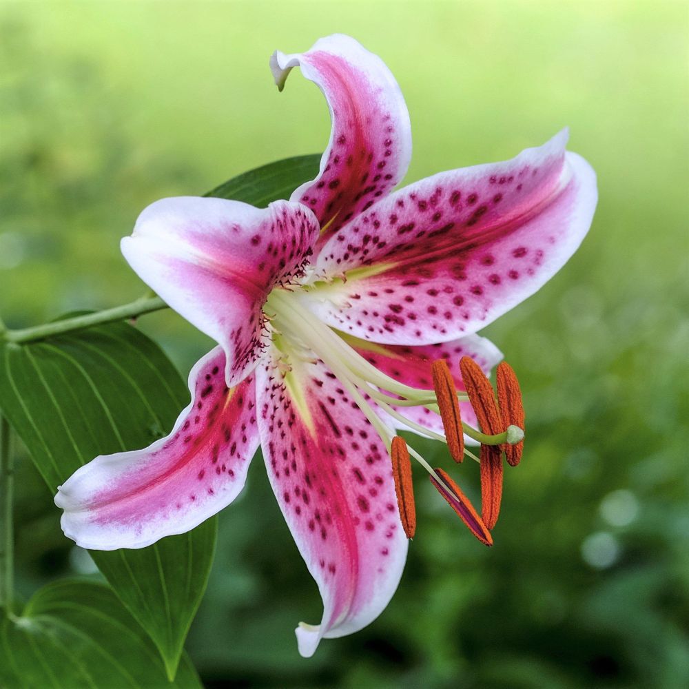 Liliom (Lilium oriental 'Star Gazer')