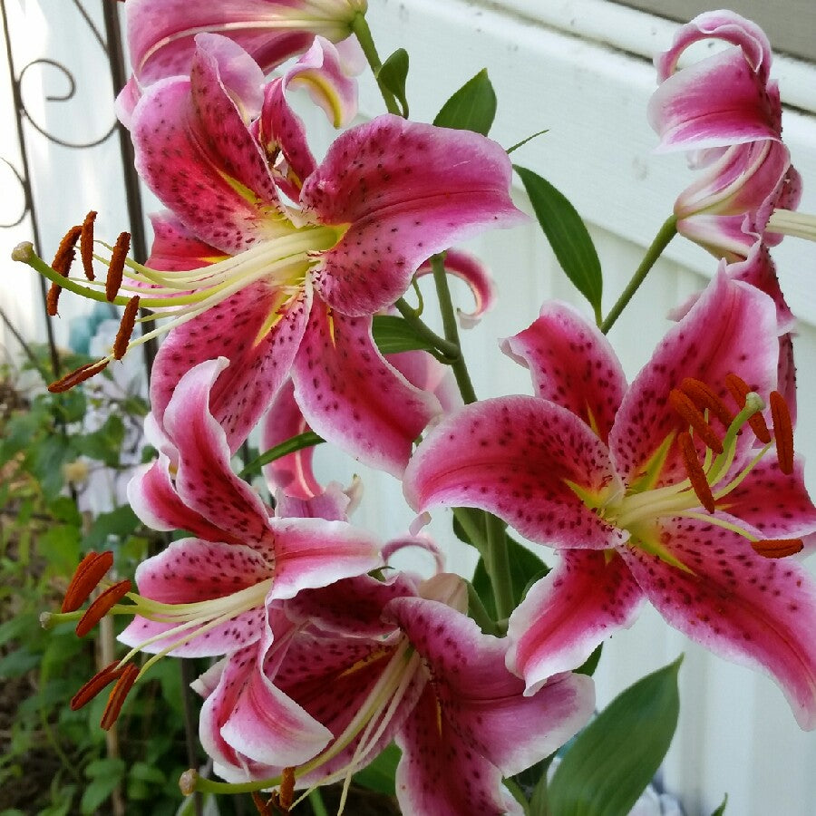 Liliom (Lilium oriental 'Star Gazer')