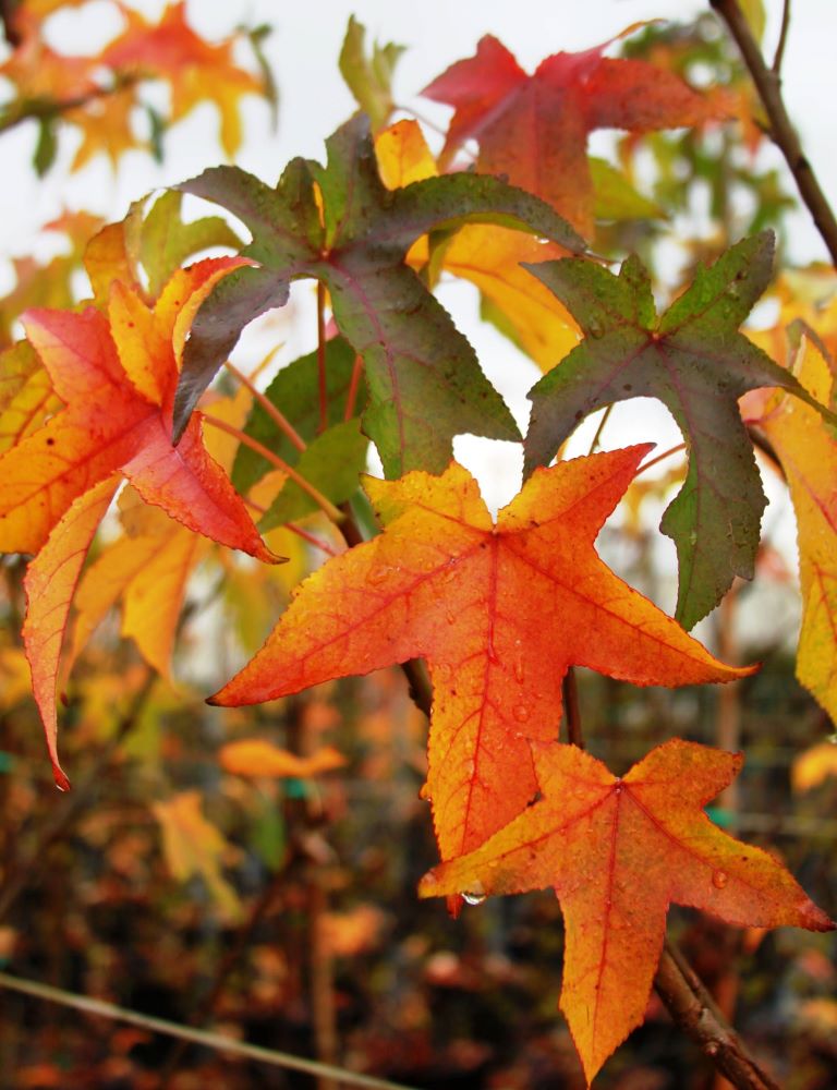 Amerikai ámbrafa (Liquidambar styraciflua)