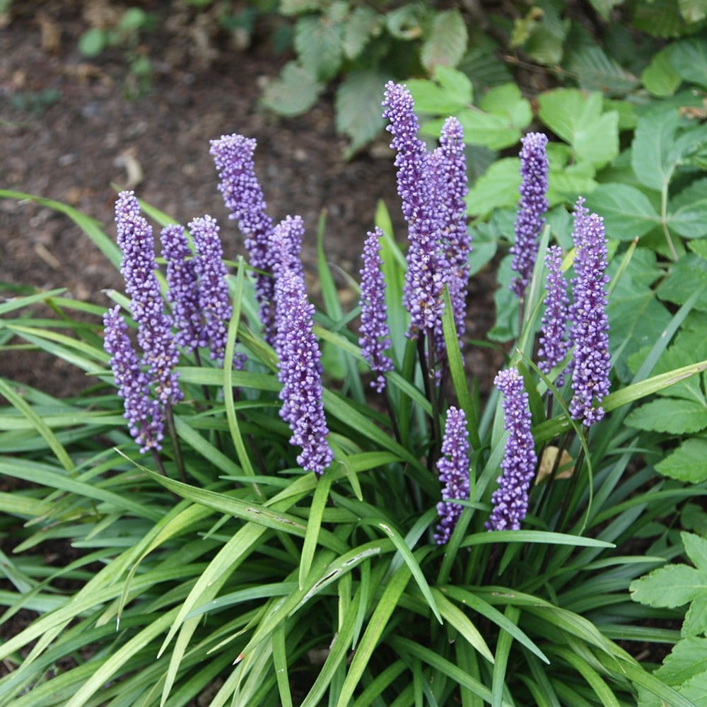 Gyöngyikés gyepliliom (Liriope muscari 'Big Blue')