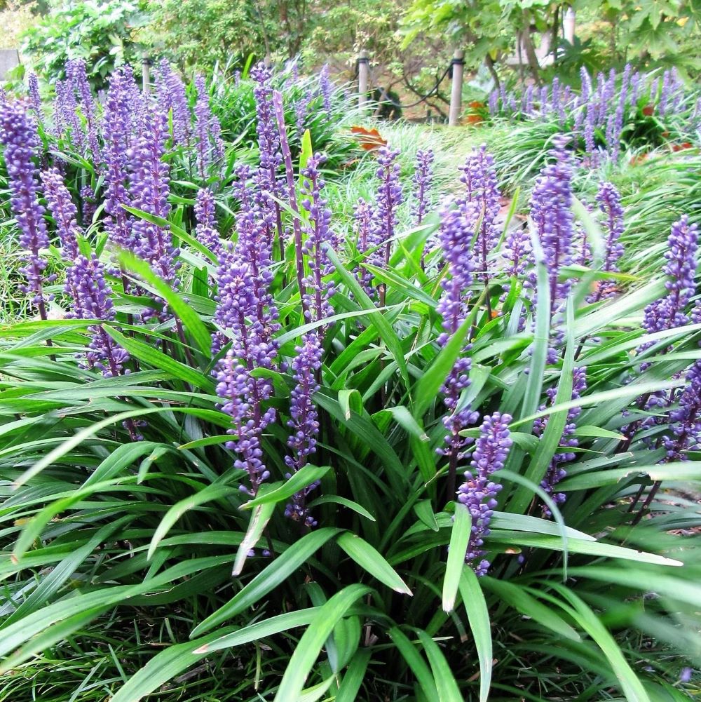 Gyöngyikés gyepliliom (Liriope muscari 'Big Blue')
