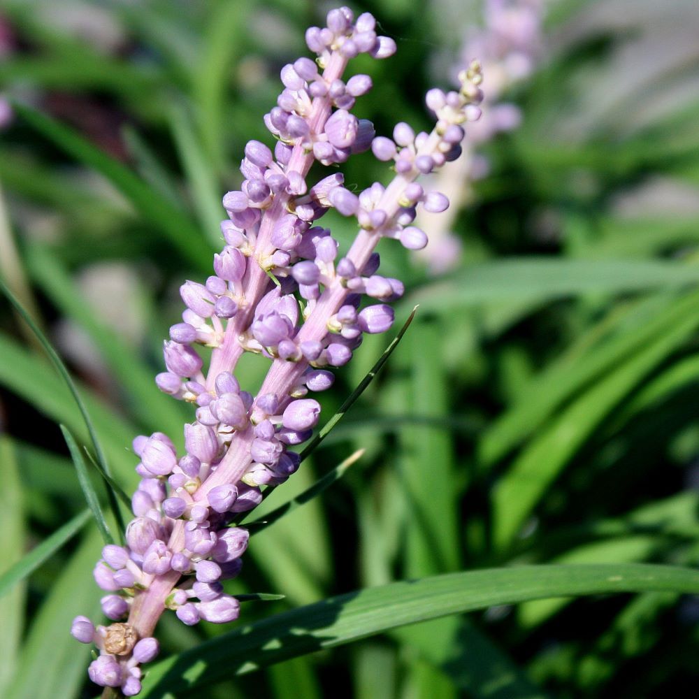 Gyöngyikés gyepliliom (Liriope muscari 'Big Blue')