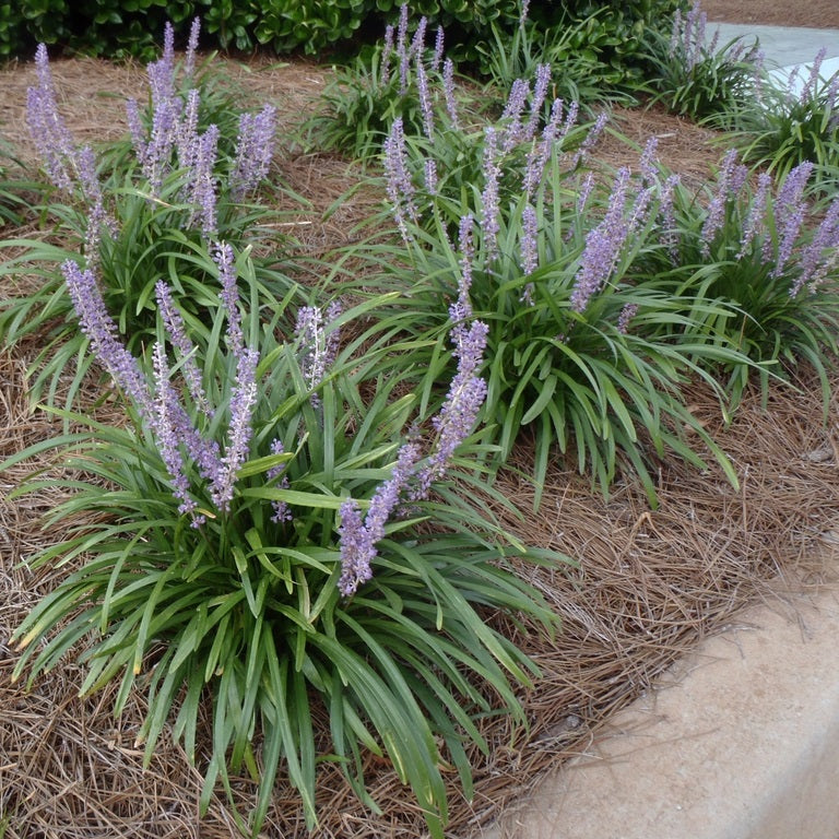 Gyöngyikés gyepliliom (Liriope muscari 'Big Blue')