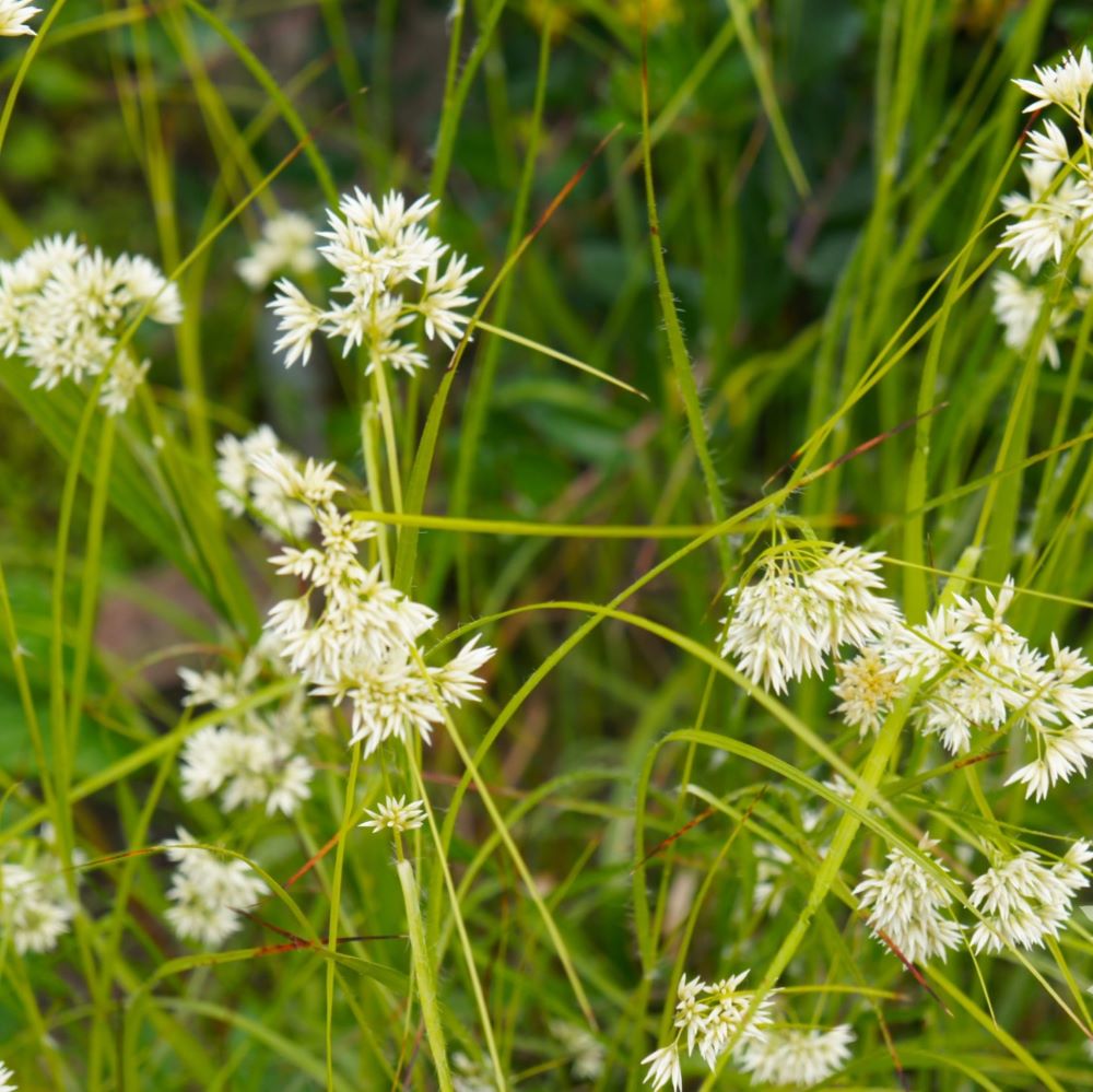 Erdei perjeszittyó (Luzula sylvatica)