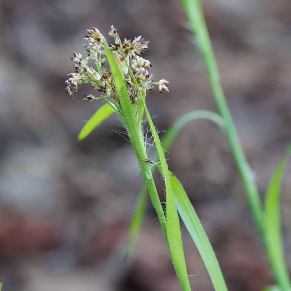Erdei perjeszittyó (Luzula sylvatica)