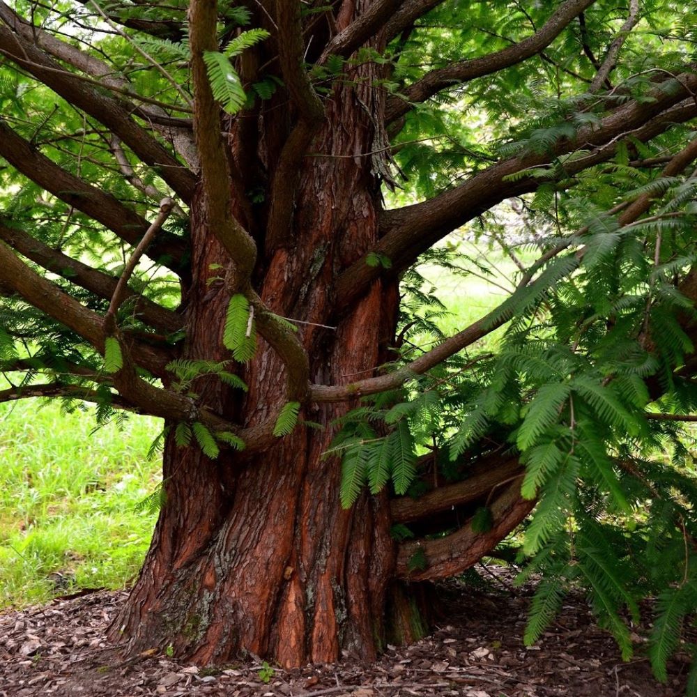 Kínai mamutfenyő (Metasequoia glyptostroboides)