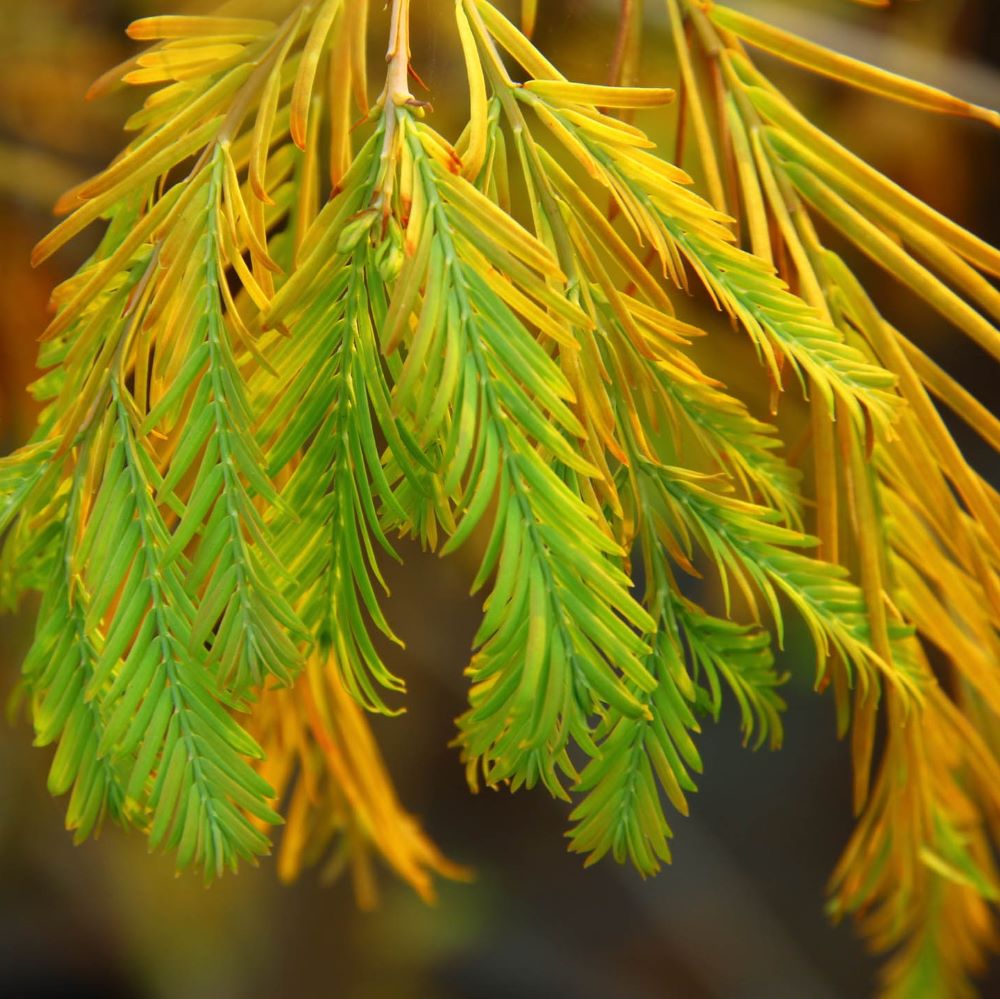 Kínai mamutfenyő (Metasequoia glyptostroboides)