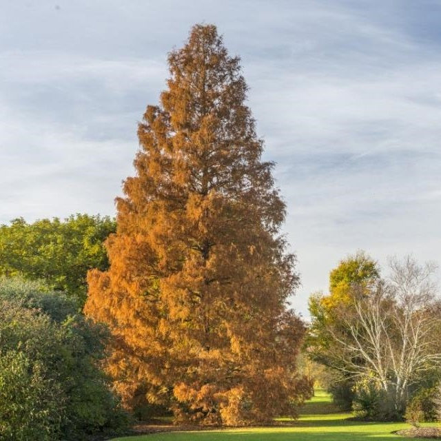 Kínai mamutfenyő (Metasequoia glyptostroboides)