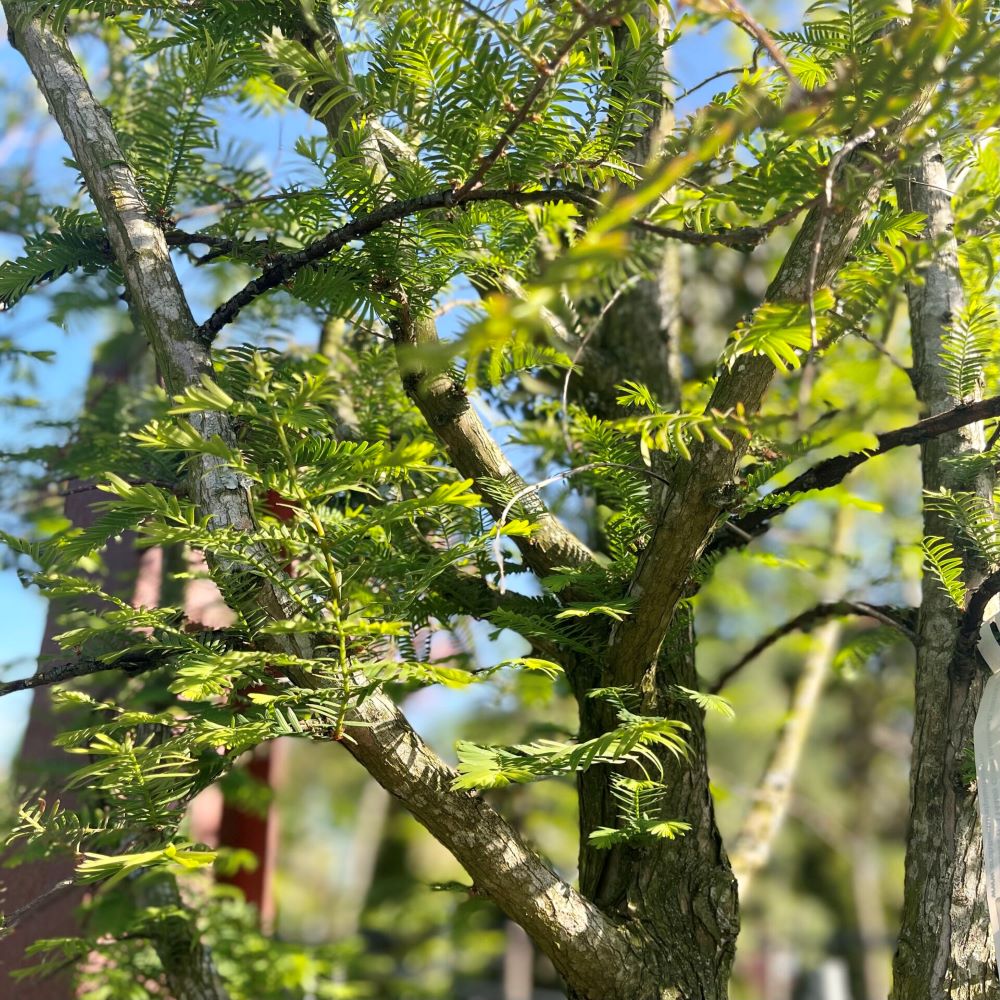 Kínai mamutfenyő (Metasequoia glyptostroboides)