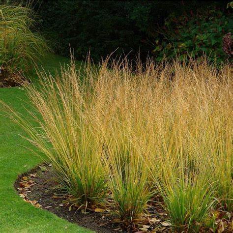 Közönséges kékperje (Molinia caerulea 'Heidebraut')