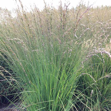 Közönséges kékperje (Molinia caerulea 'Heidebraut')