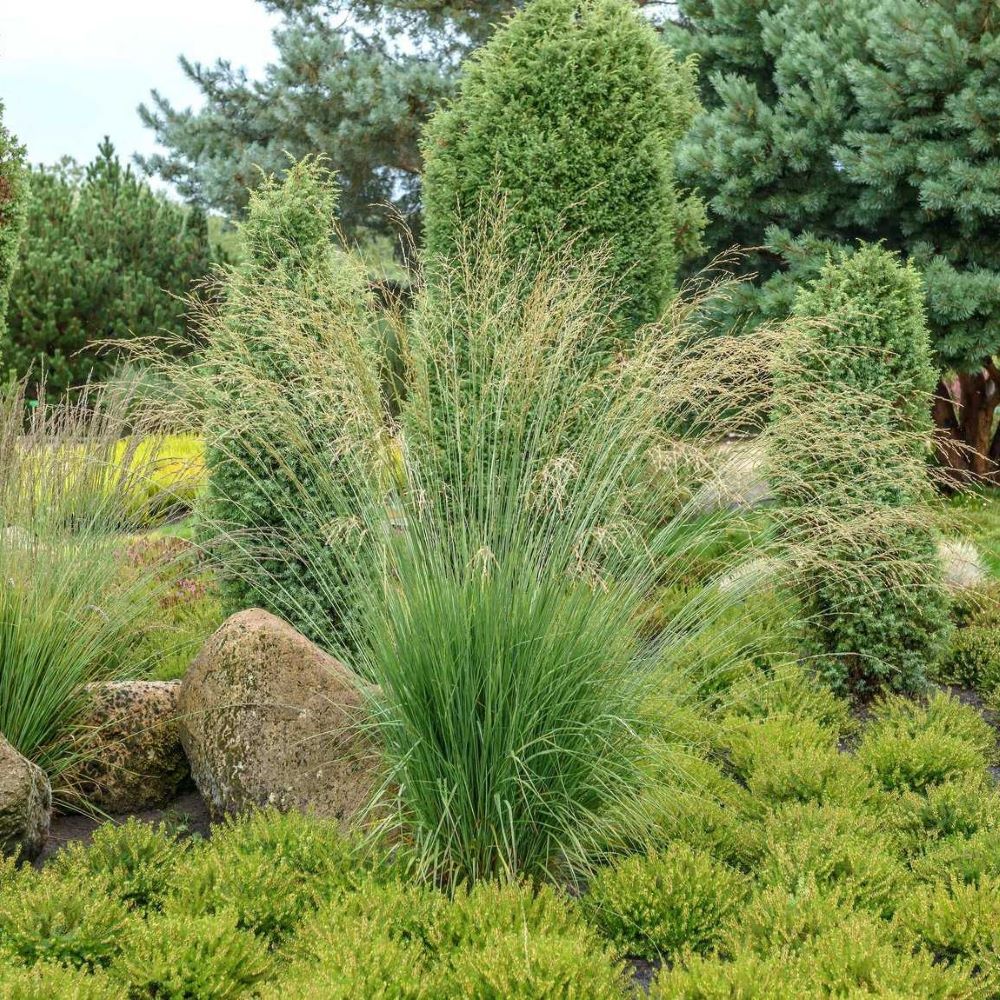 Közönséges kékperje (Molinia caerulea 'Heidebraut')