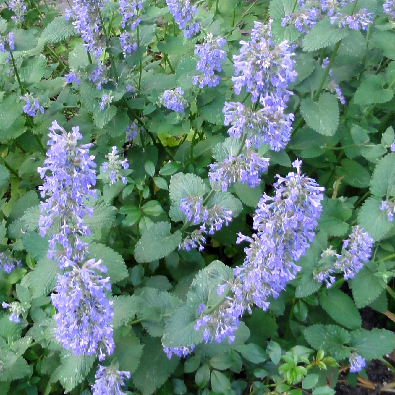 Kerti macskamenta (Nepeta x faassenii)