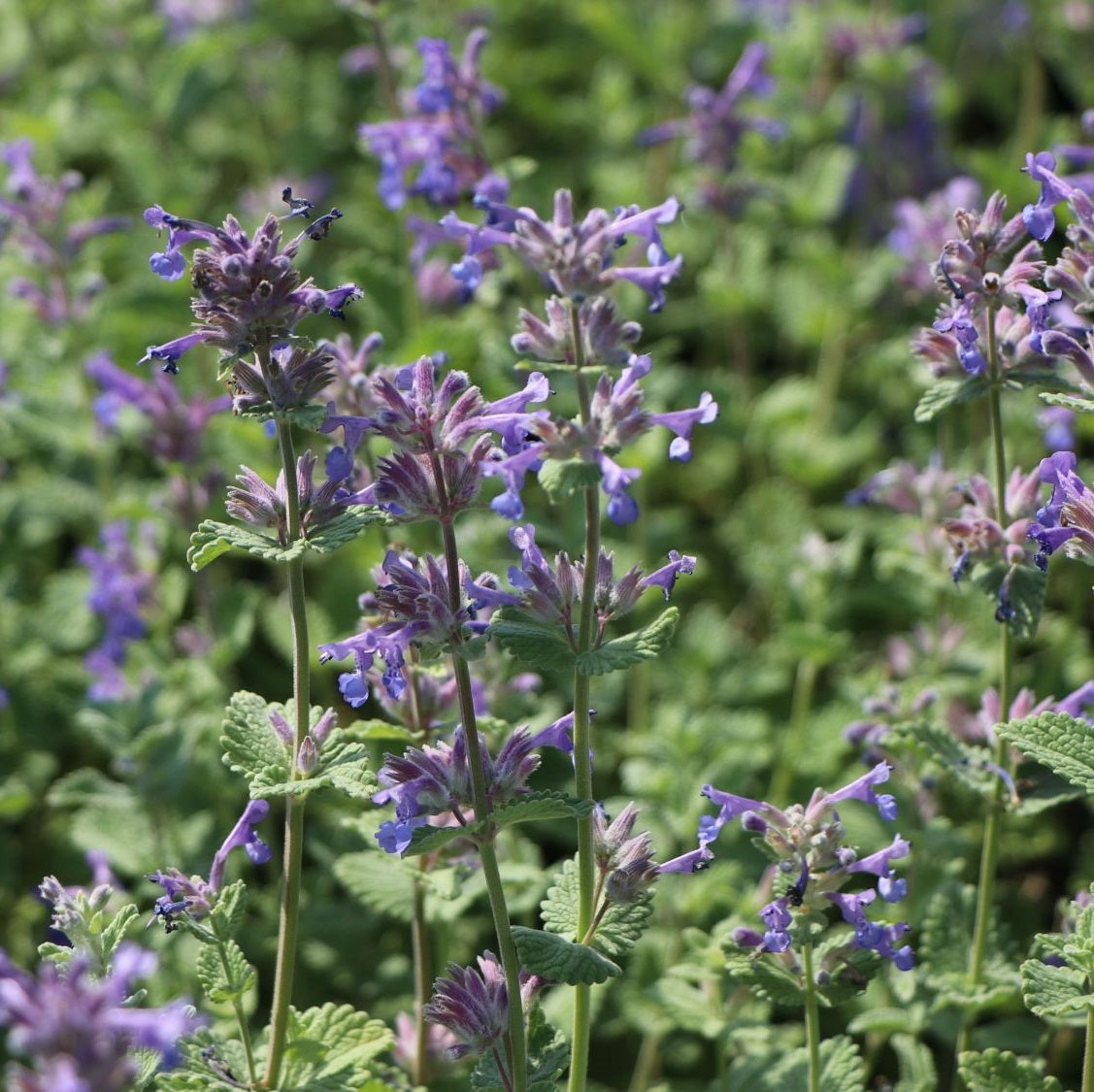 Kerti macskamenta (Nepeta x faassenii)