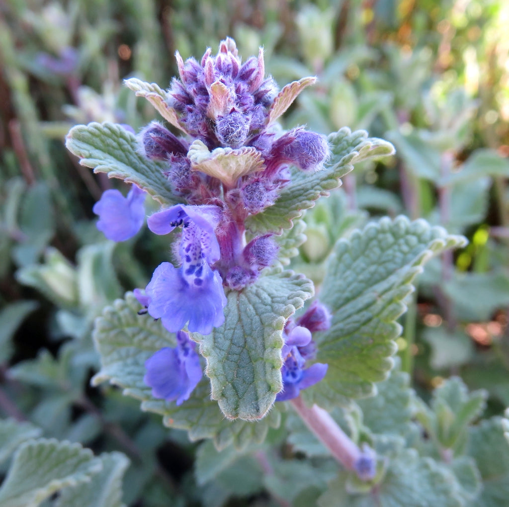 Kerti macskamenta (Nepeta x faassenii)