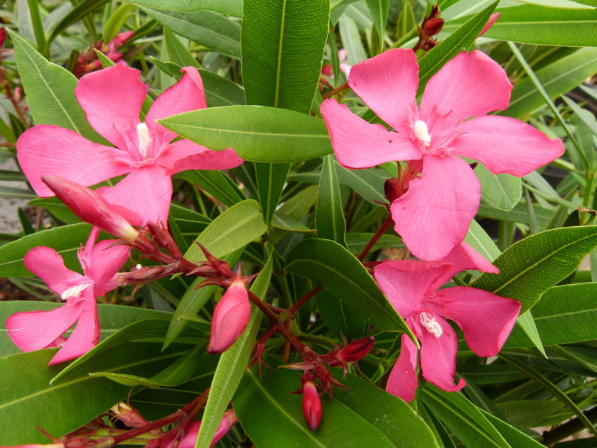 Télálló leander (Nerium oleander 'Itália')