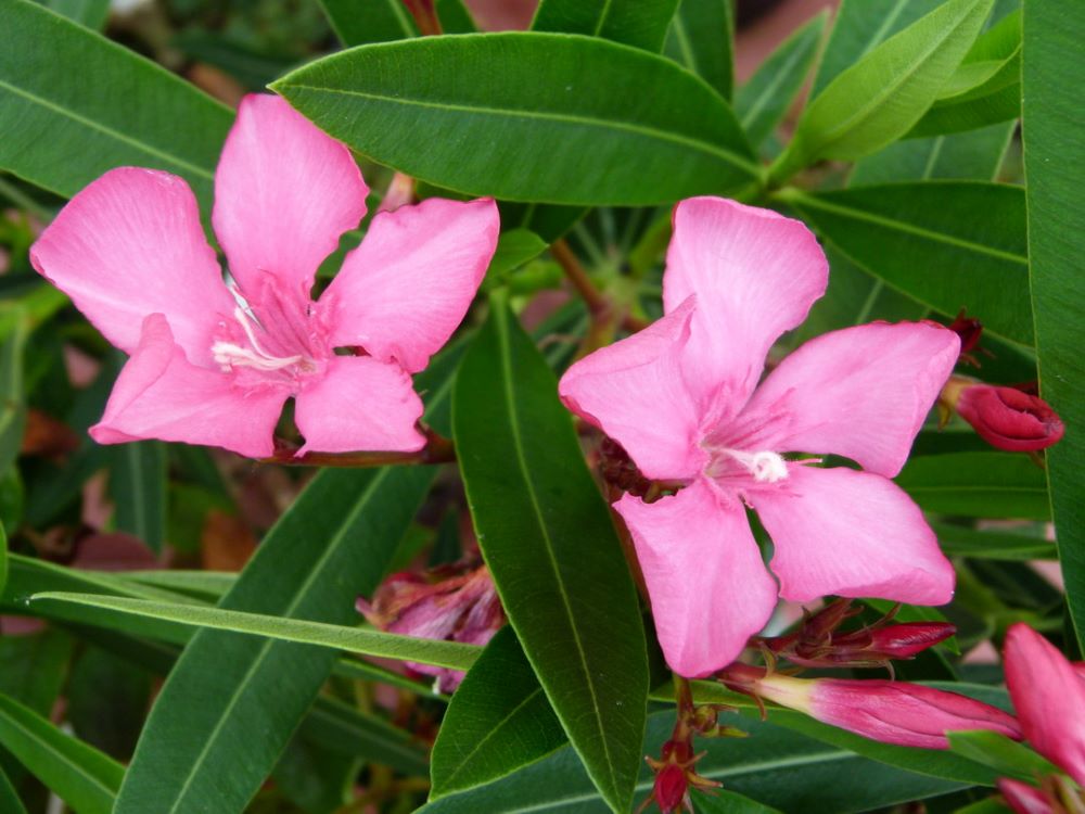 Télálló leander (Nerium oleander 'Itália')