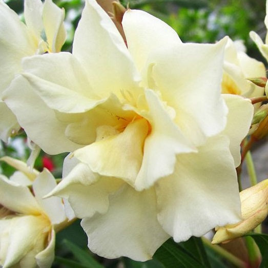 Leander (Nerium oleander 'Luteum Plenum')