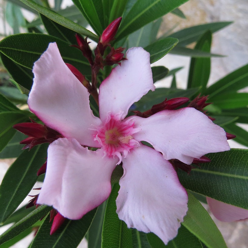Télálló leander (Nerium oleander 'Villa Romanie')