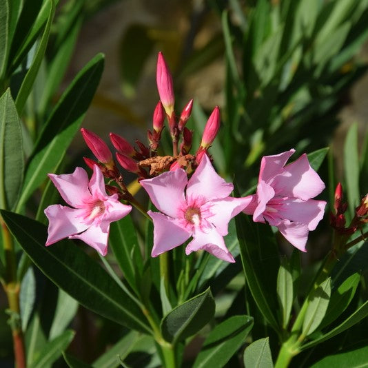 Télálló leander (Nerium oleander 'Villa Romanie')