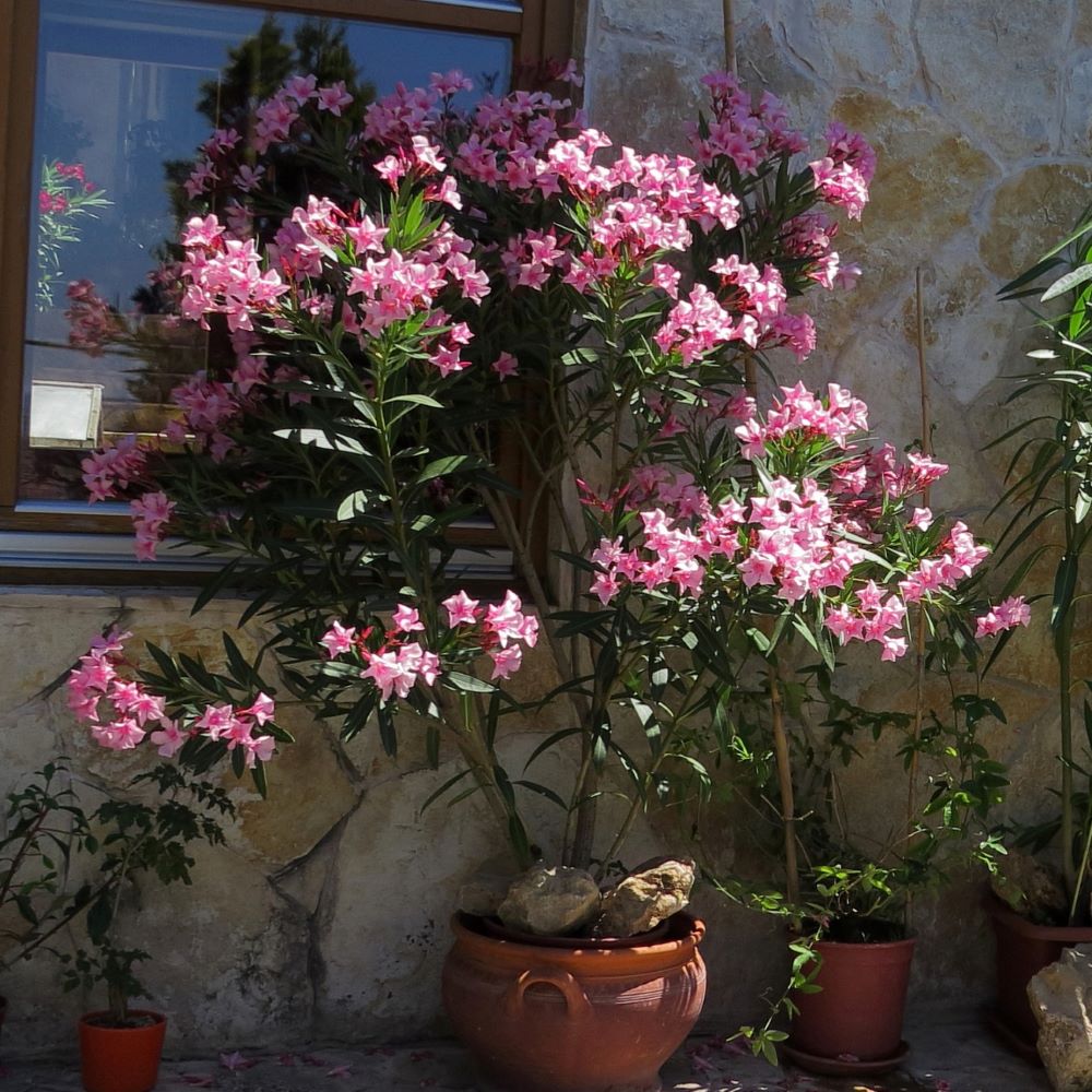 Télálló leander (Nerium oleander 'Villa Romanie')