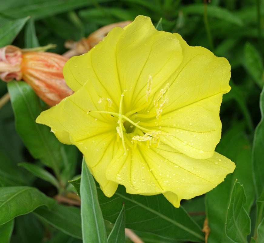 Missouri ligetszépe (Oenothera macrocarpa)