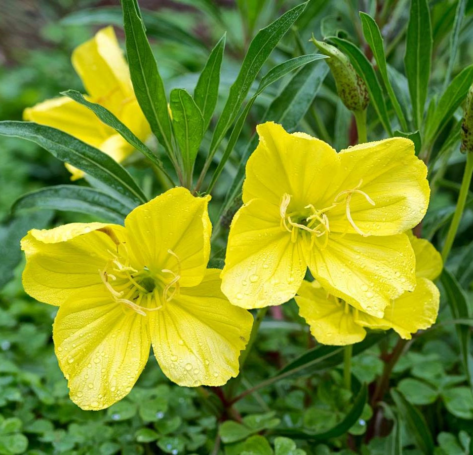 Missouri ligetszépe (Oenothera macrocarpa)