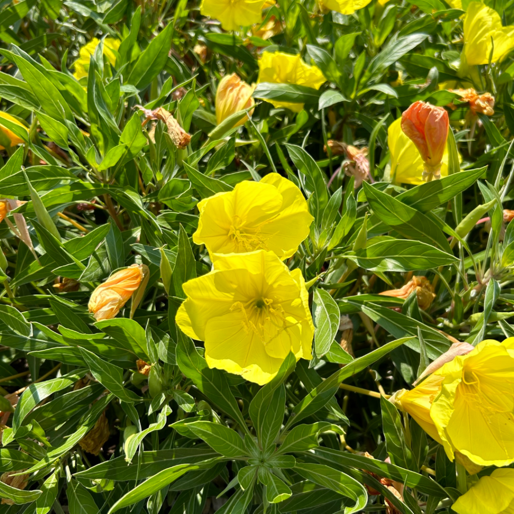 Missouri ligetszépe (Oenothera macrocarpa)