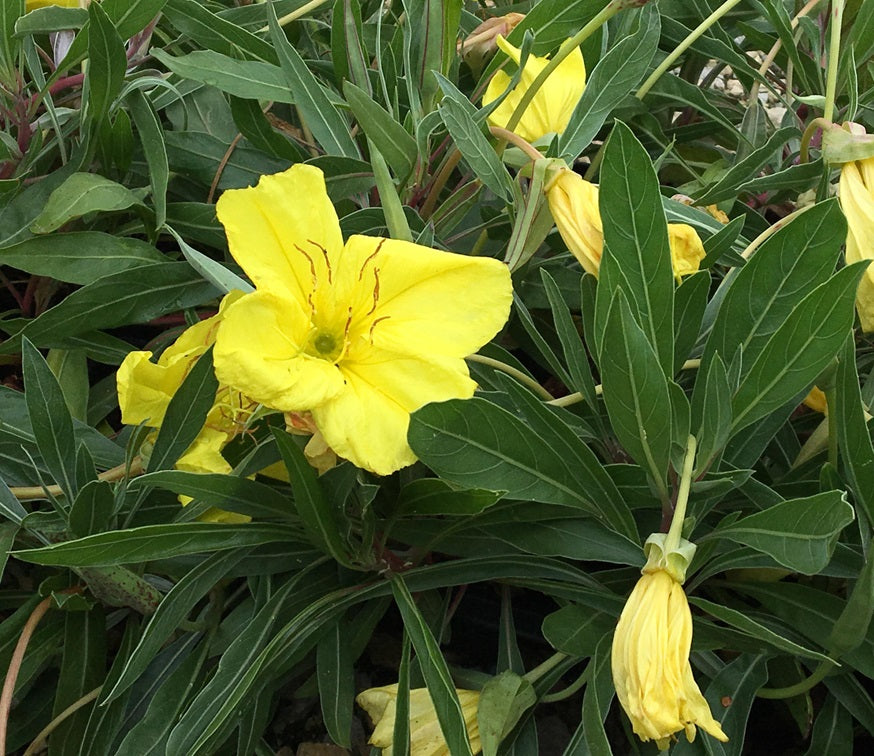 Missouri ligetszépe (Oenothera macrocarpa)