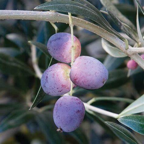 Olajfa (Olea europaea 'Arbequina')