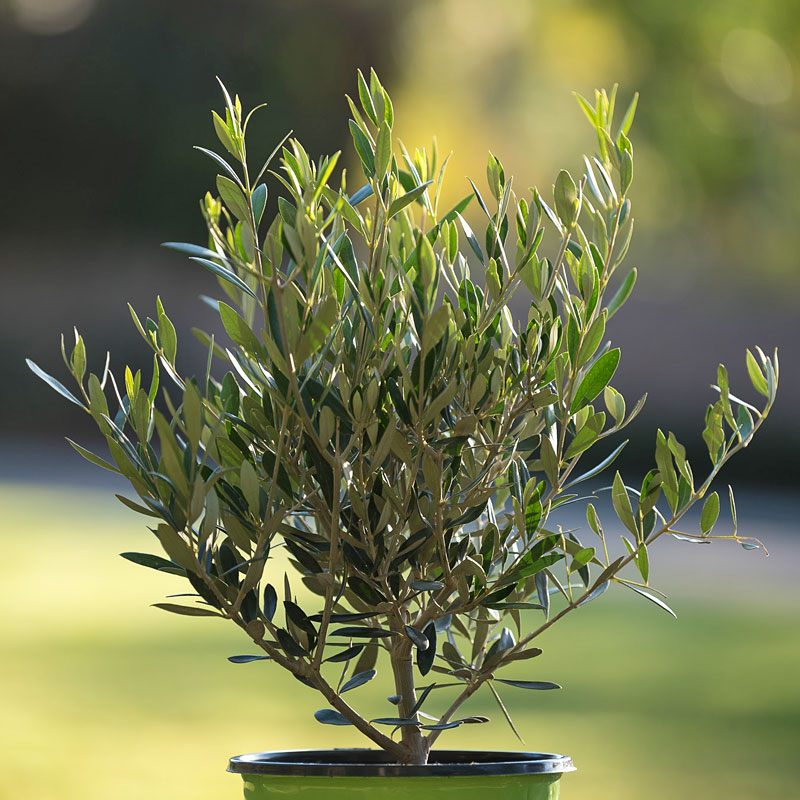 Olajfa (Olea europaea 'Arbequina')