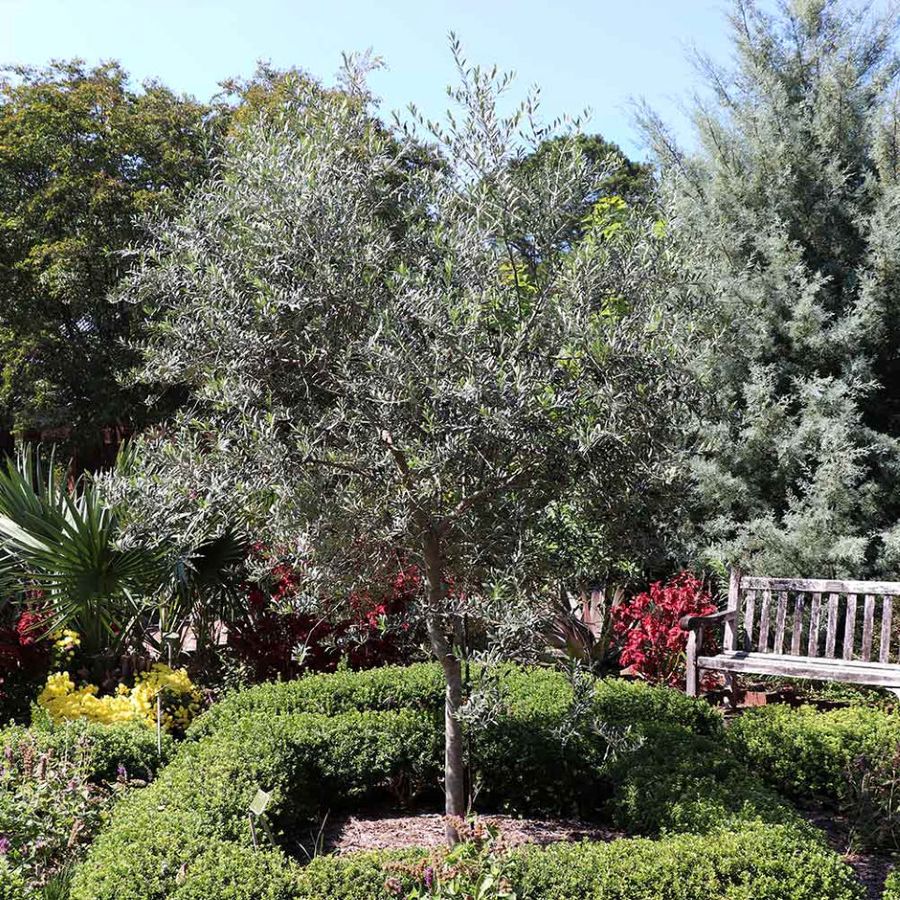 Olajfa (Olea europaea 'Arbequina')