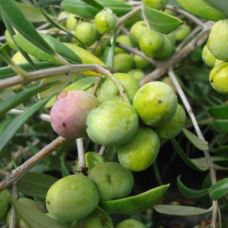 Olajfa (Olea europaea 'Arbequina')