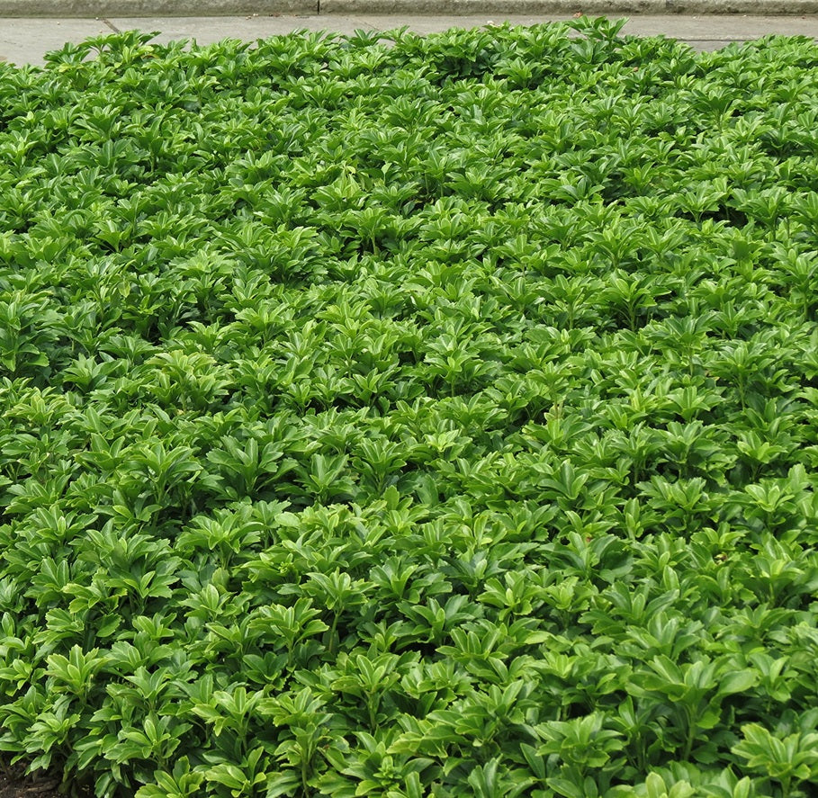 Japán kövérke (Pachysandra terminalis 'Green Sheen')
