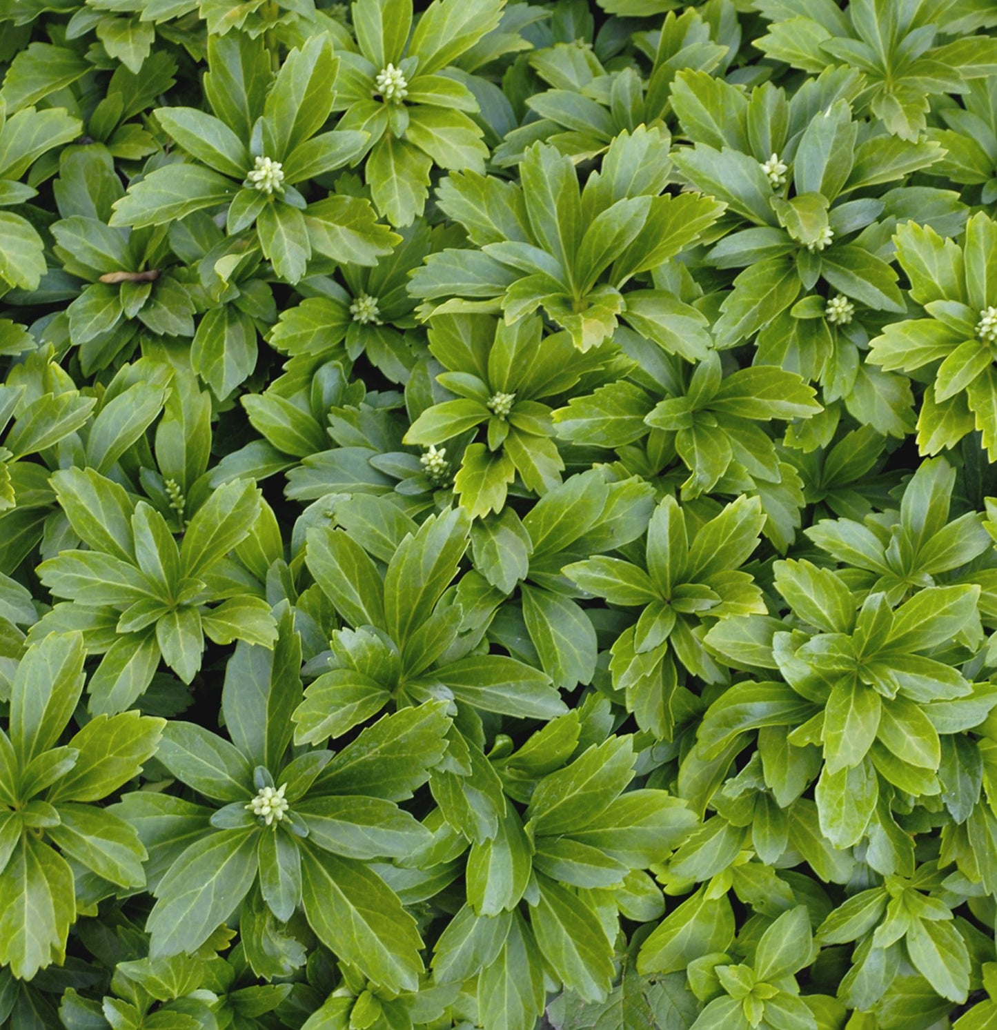 Japán kövérke (Pachysandra terminalis 'Green Sheen')