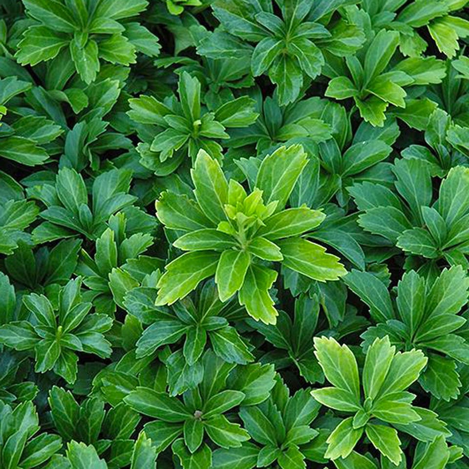 Japán kövérke (Pachysandra terminalis 'Green Sheen')
