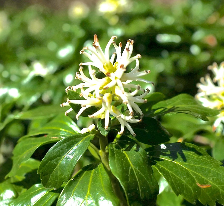 Japán kövérke (Pachysandra terminalis 'Green Sheen')