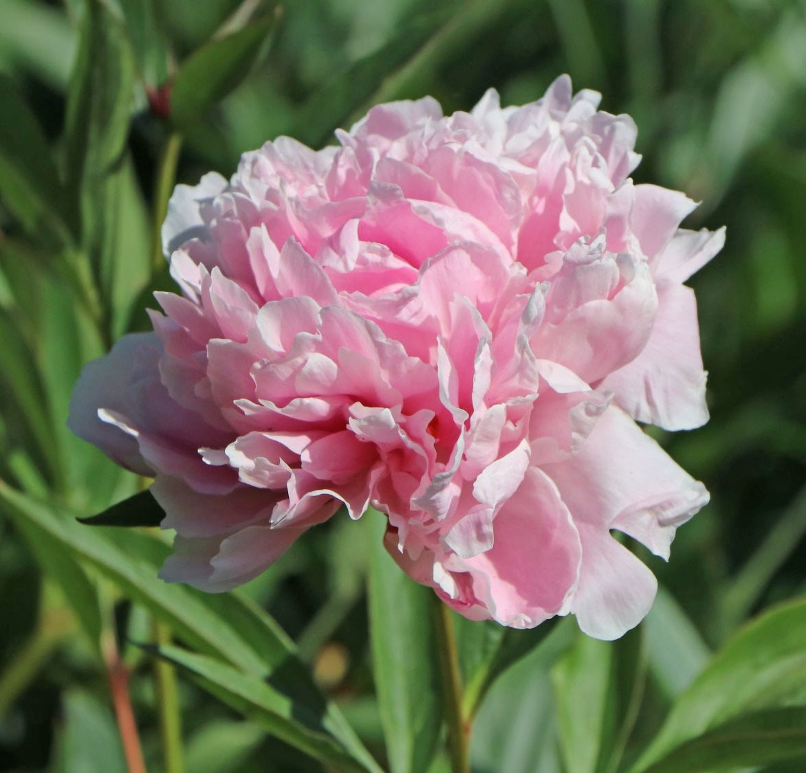 Illatos bazsarózsa (Paeonia lactiflora 'Sarah Bernhardt')