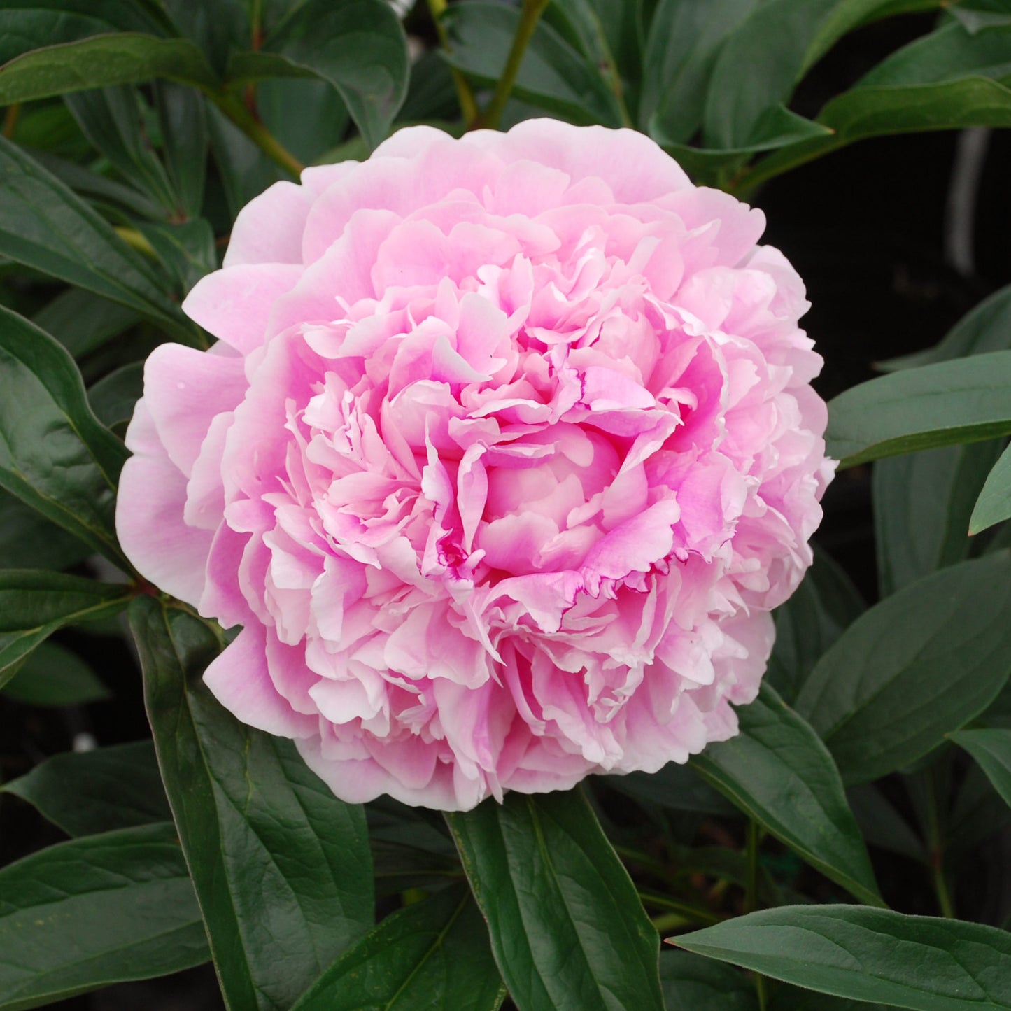 Illatos bazsarózsa (Paeonia lactiflora 'Sarah Bernhardt')