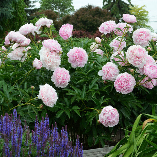 Illatos bazsarózsa (Paeonia lactiflora 'Sarah Bernhardt')