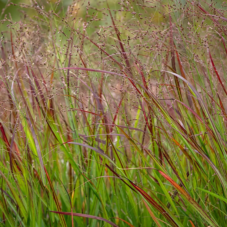 Vesszős köles (Panicum virgatum 'Squaw')