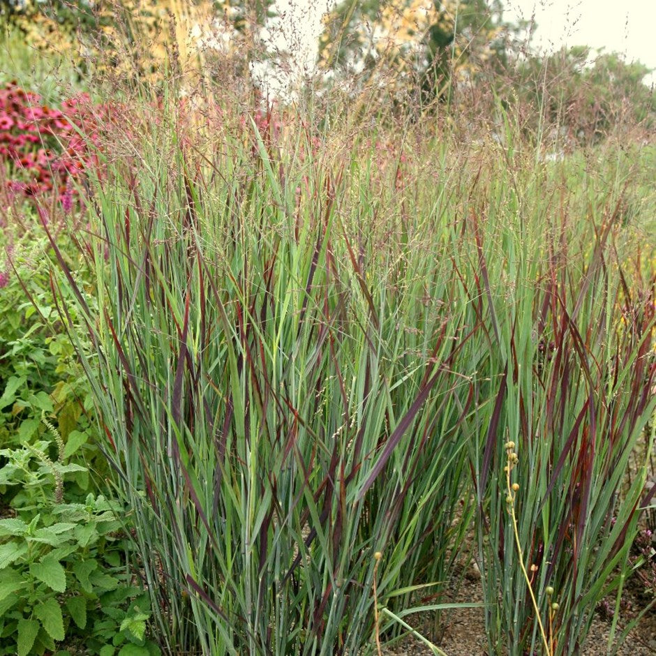Vesszős köles (Panicum virgatum 'Squaw')