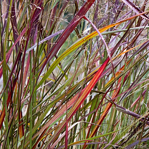 Vesszős köles (Panicum virgatum 'Squaw')