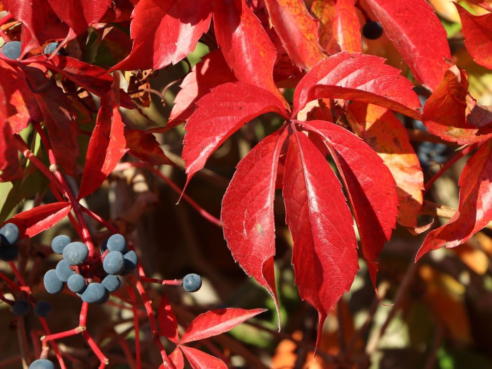 Vadszőlő (Parthenocissus quinquefolia var. engelmannii)