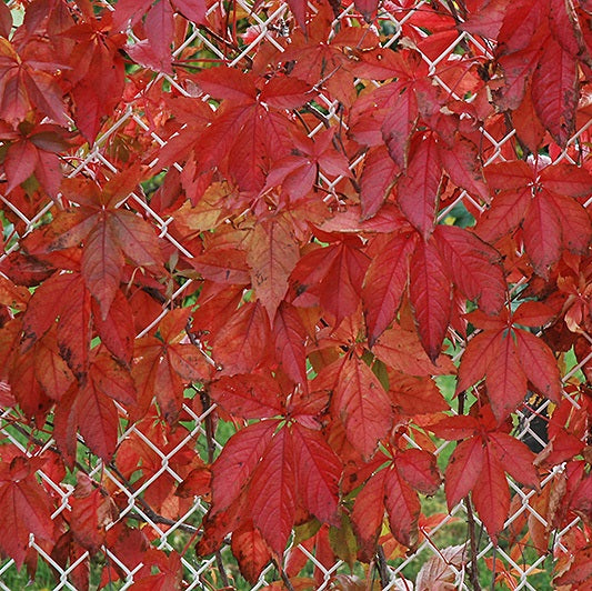 Vadszőlő (Parthenocissus quinquefolia var. engelmannii)