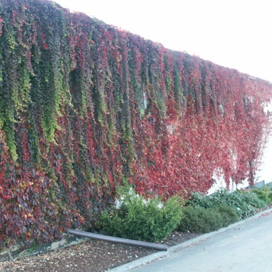 Vadszőlő (Parthenocissus quinquefolia var. engelmannii)