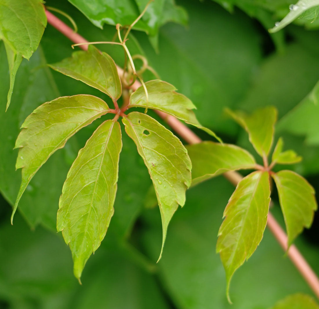 Kacsos vadszőlő (Parthenocissus quinquefolia)