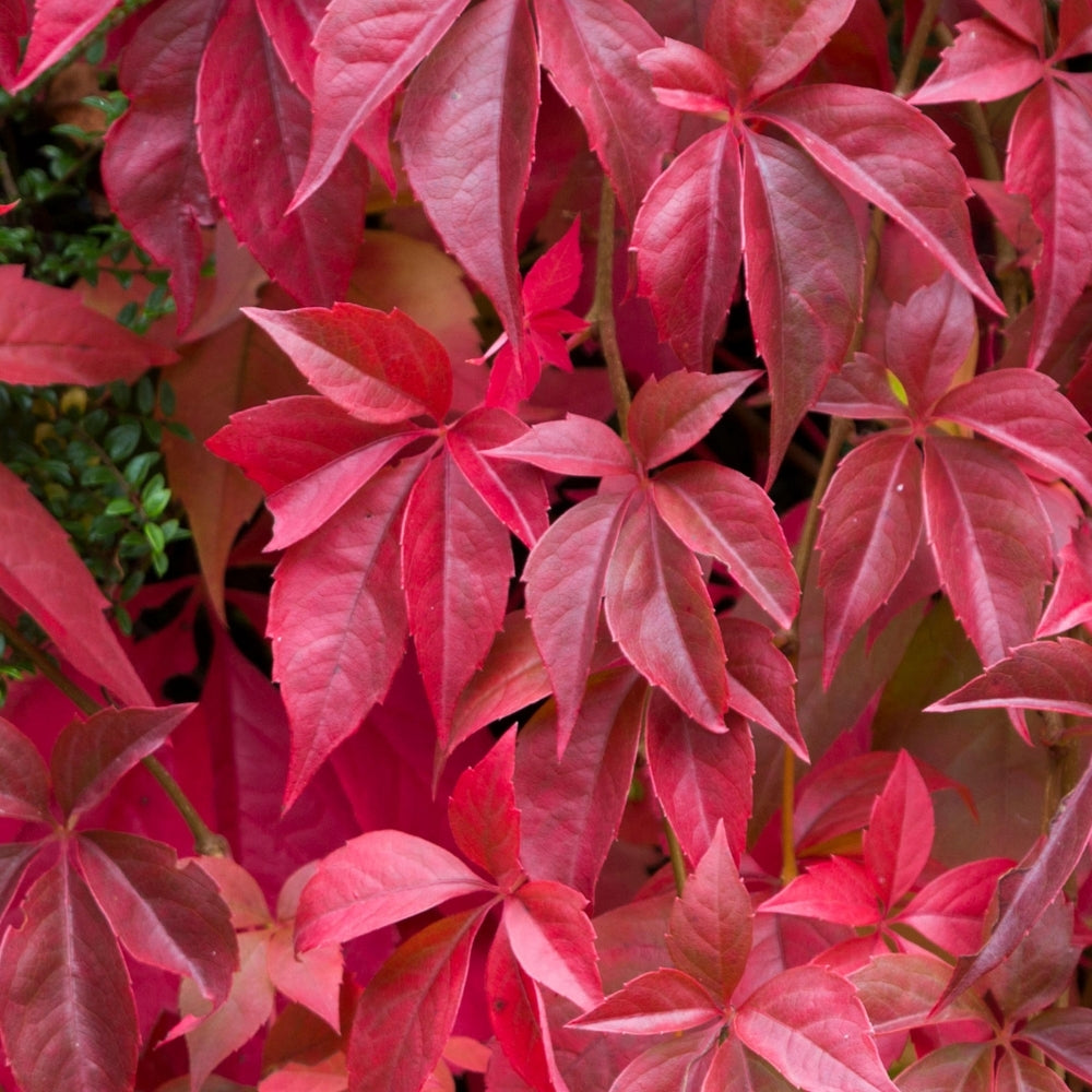 Kacsos vadszőlő (Parthenocissus quinquefolia)