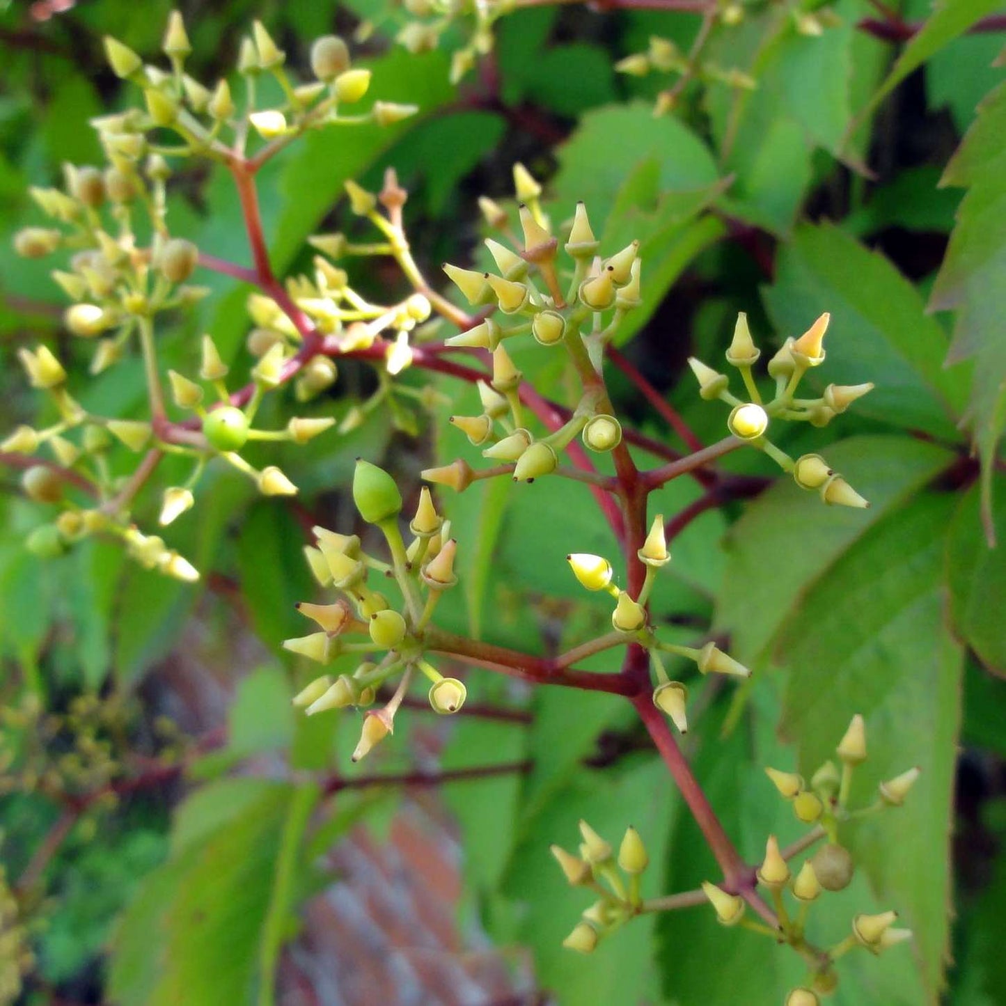 Kacsos vadszőlő (Parthenocissus quinquefolia)