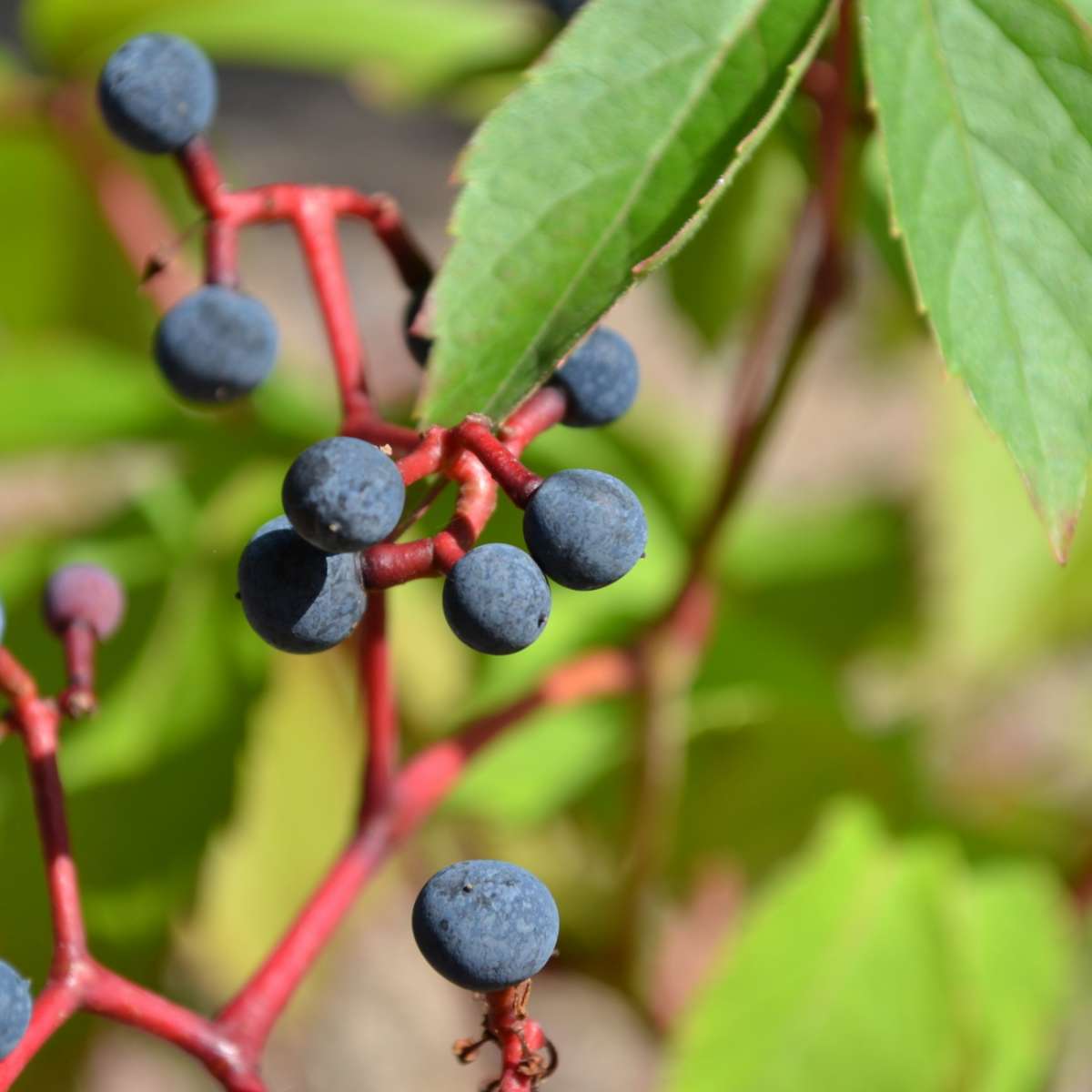 Kacsos vadszőlő (Parthenocissus quinquefolia)